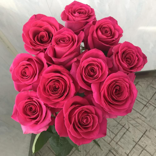 11 малиновых роз Эквадор 60 см